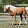 Palomino Tennessee Walker Horse 3