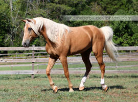 Palomino Tennessee Walker Horse 3