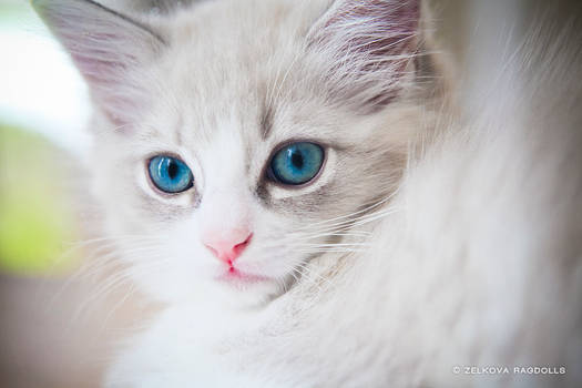 lynx mink ragdoll kitten