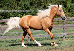 Palomino Tennessee Walker Horse 4