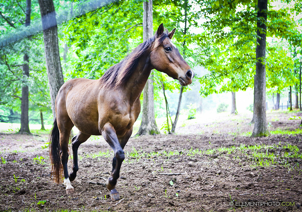 Bay Horse in Forest