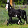 black overo stallion 7