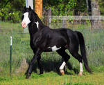 black overo stallion 7 by venomxbaby