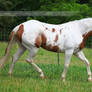 chestnut tovero paint horse 1