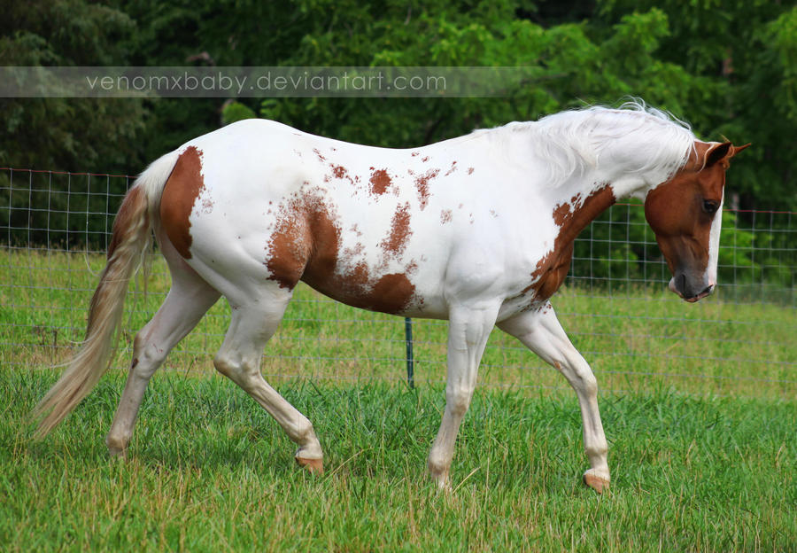 chestnut tovero paint horse 1