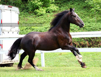 black fresian cross mare 1