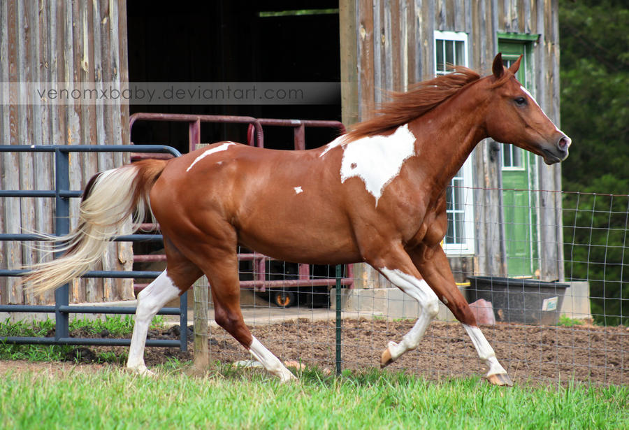 chestnut tobiano paint horse 1