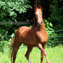 chestnut saddlebred horse 1