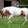 chestnut tovero paint horse 2
