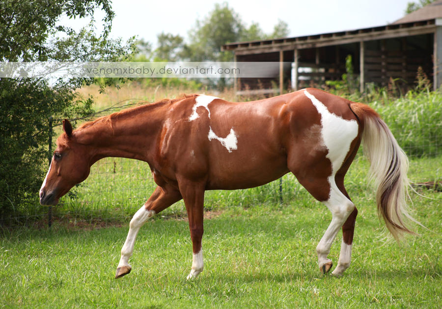 chestnut tobiano paint horse 2