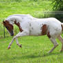 chestnut tovero paint horse 3