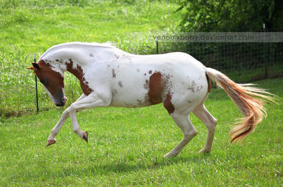 chestnut tovero paint horse 3