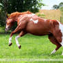 chestnut tobiano paint horse jump