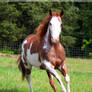 red roan overo paint horse 1