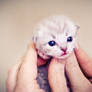 newborn ragdoll kitten face