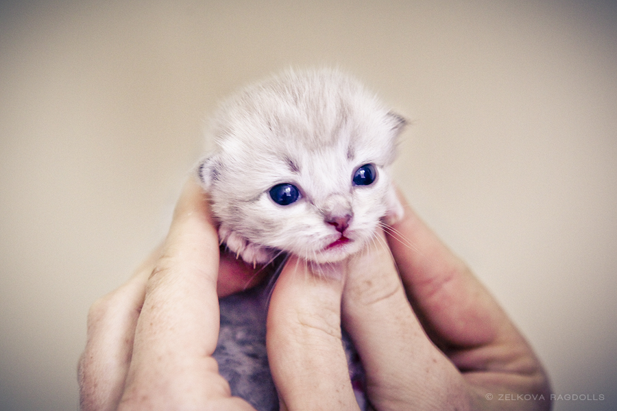 newborn ragdoll kitten face