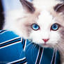 Swarovski - Bicolor Ragdoll