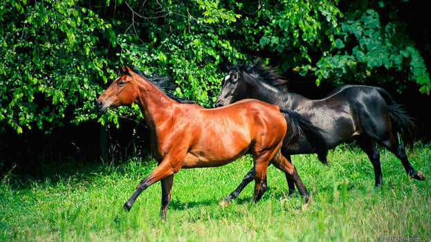 bay and black horse wallpaper