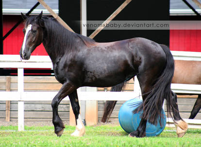 black horse fresian cross 2