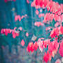 twilight red leaves wallpaper