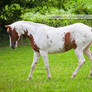 chestnut tovero paint horse 4