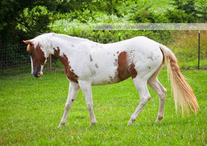 chestnut tovero paint horse 4