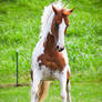 chestnut tovero paint horse 5