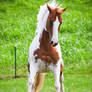 chestnut tovero paint horse 5