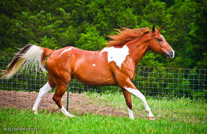chestnut tobiano paint horse