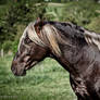 silver dapple stallion