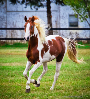 chestnut tobiano paint stallion