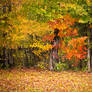 colorful fall leaves stock