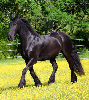 friesian black horse