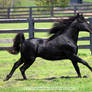 black stallion 8