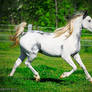 gray white paint horse