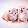 mink ragdoll kitten yawn