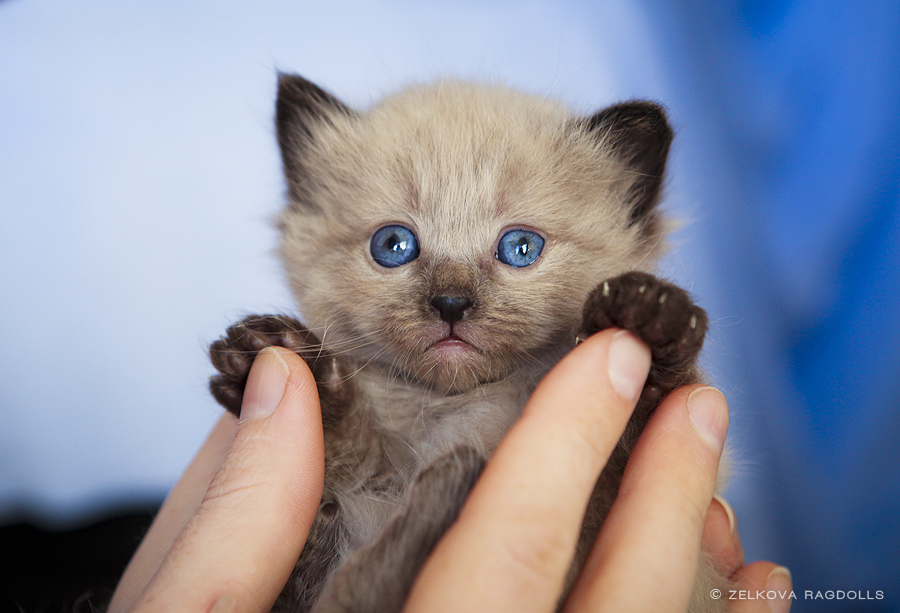 seal mink baby ragdoll