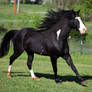 black overo stallion 8