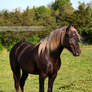 silver dapple stallion standing