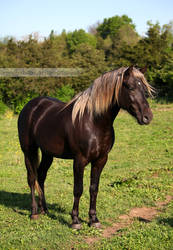 silver dapple stallion standing