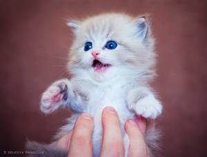tickle tickle kitten