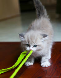 kitten tug-of-war