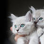 mink ragdoll kittens