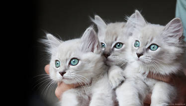 mink ragdoll kittens