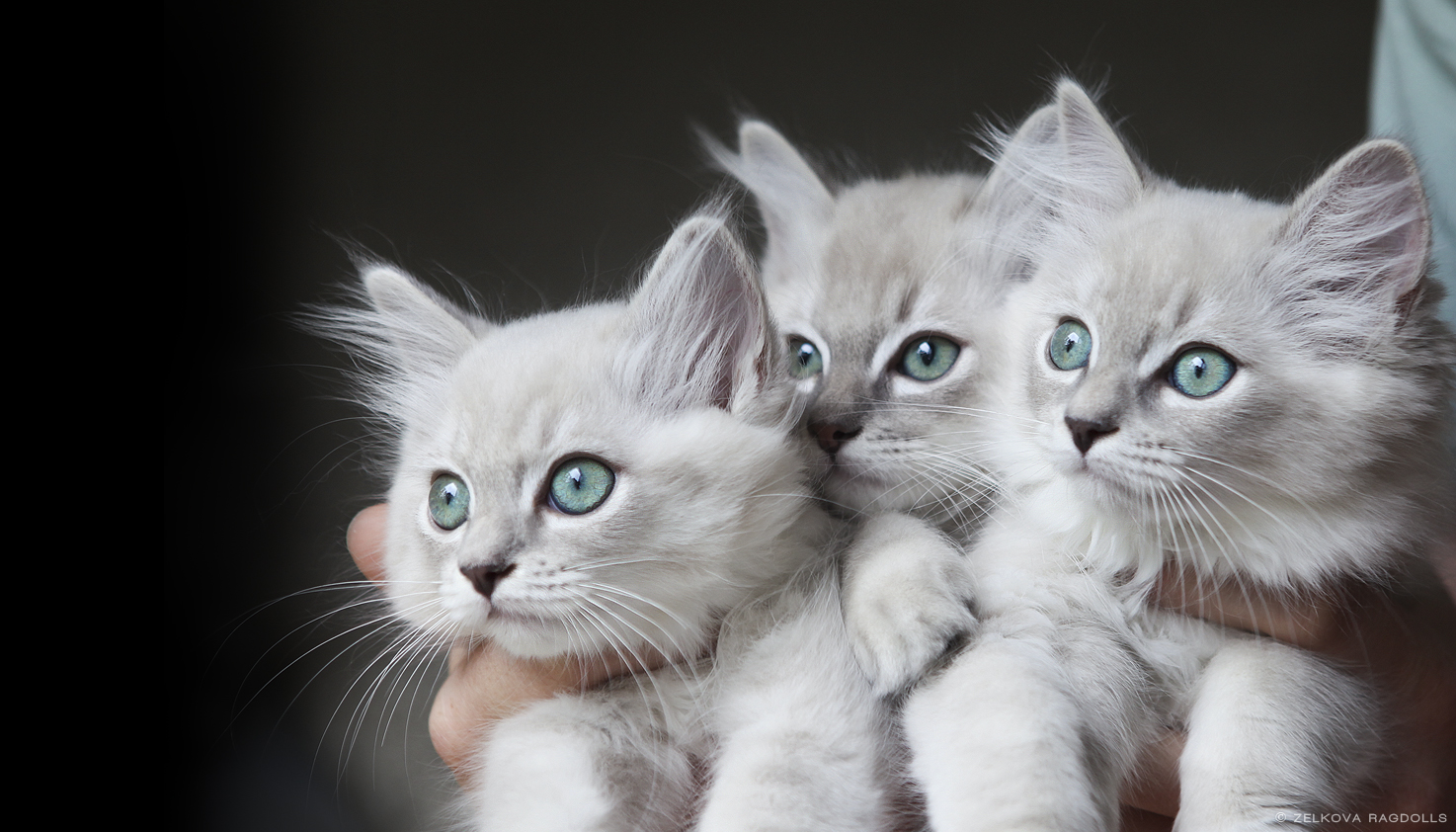 Mink Ragdoll Kittens By Venomxbaby On Deviantart Mink Ragdoll Kittens By Venomxbaby On Deviantart