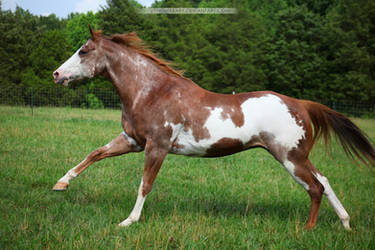 red roan overo paint horse 2