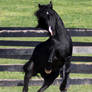 black stallion rearing 3