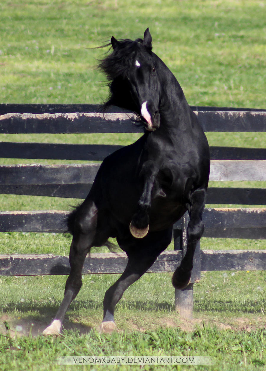 black stallion rearing 3