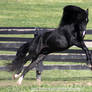 black stallion 10