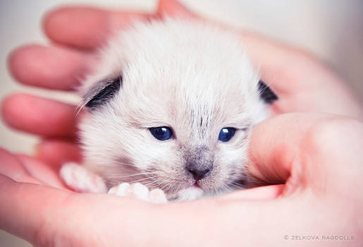 sweet ragdoll baby